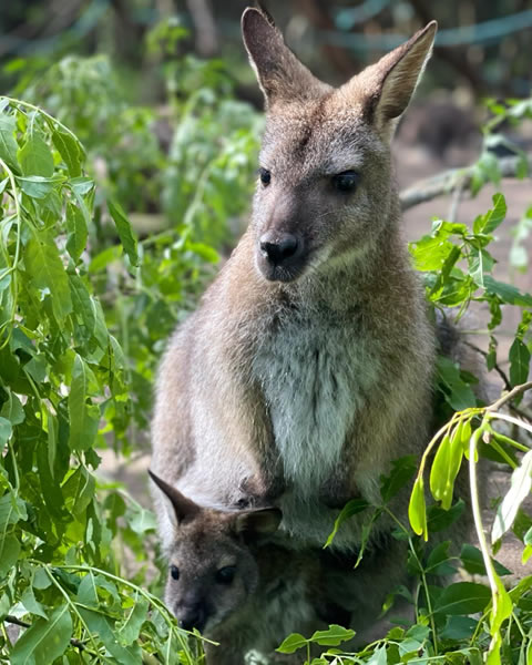 les-animaux-wallaby