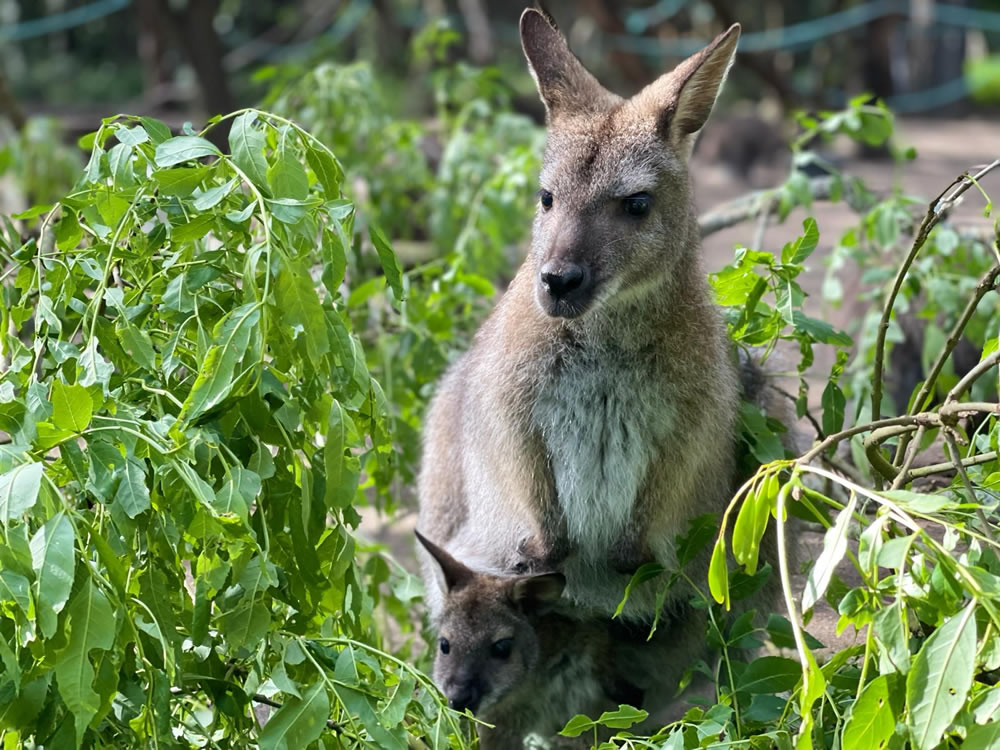 wallaby-wallabies